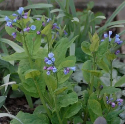 Mertensia virginica