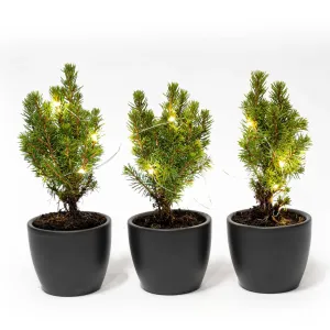 Mini Christmas tree set 3 - includes Boule Anthracite pot   20 LED lights