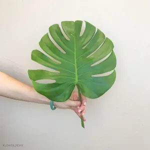 Monstera Leaves Greenery