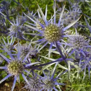 Sea Holly 'Big Blue' (Eryngium x zabelii)