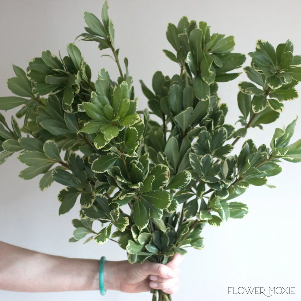 Variegated Pittosporum Greenery