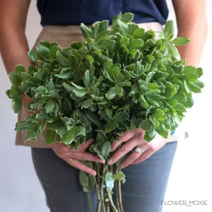 Variegated Pittosporum Greenery